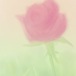 lonely rose