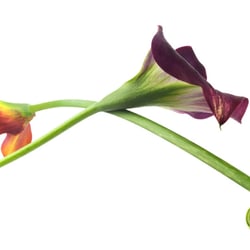 Calla Kreuz