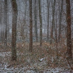 Wald, Januar