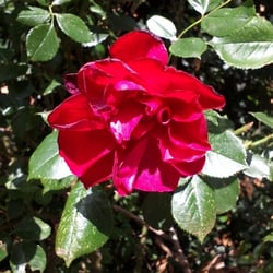 Natur 2012 Blumen Rosen