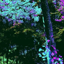 Zauberwald