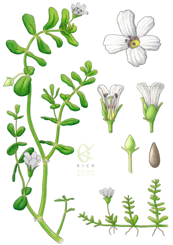 Baccopa