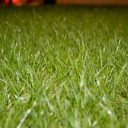Gras