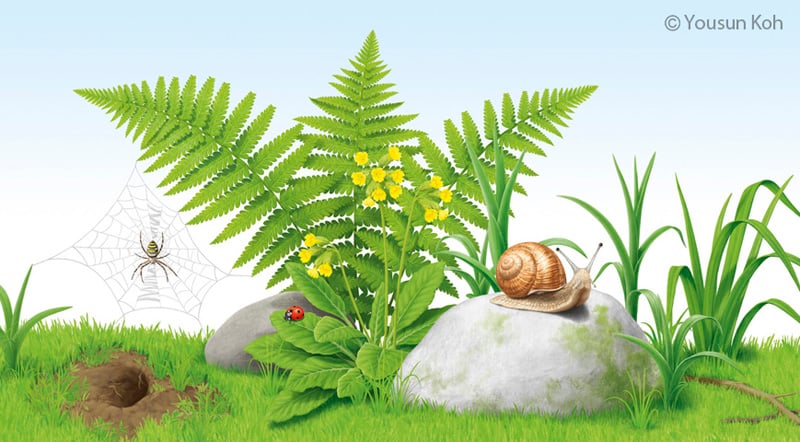 Schnecke