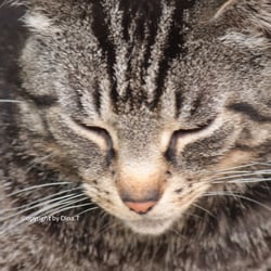 Cat Juli 2014 © by Dina.T