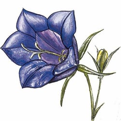 Temperafarben: Glockenblume
