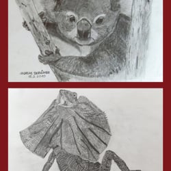Koala – Kragenechse