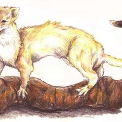 naturstudiewiesel