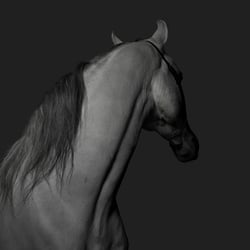 Pferd