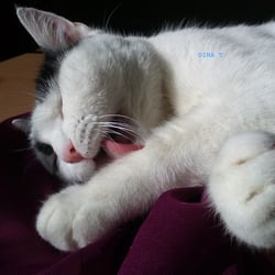 Bastet in Pink and White.. No. 04