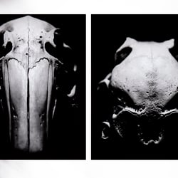 scull