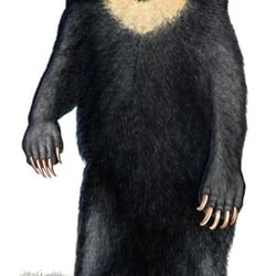 Kragenbär