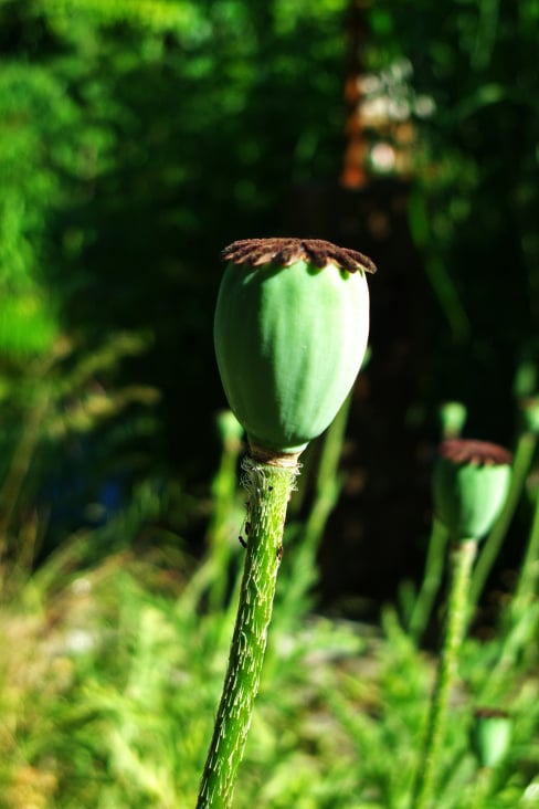 Flower III.