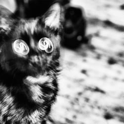 Hypnosekatze