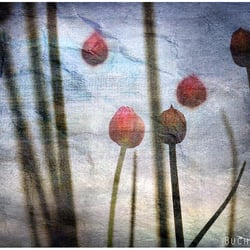 Balloons