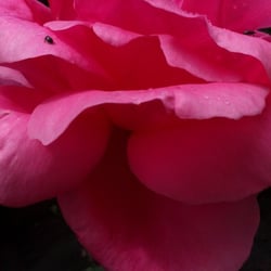 Natur 2012 Blumen Rosen