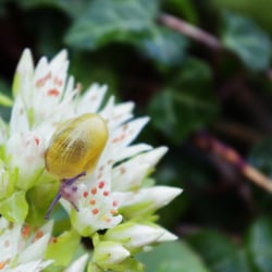 Schnecke