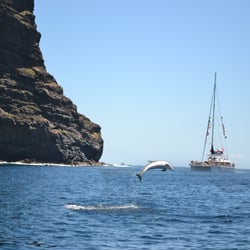 Delphin