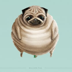 Abstrusa-Illustration-Animals-02