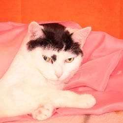 Bastet the Cat 2012 Teil 03