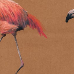 Flamingo hinten