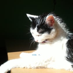 Cat and Shower..