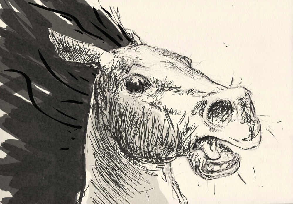 Pferd2medium