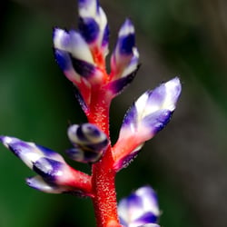 Blüte