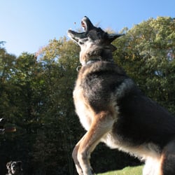 The great catch