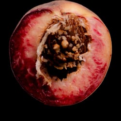 Stilleben 002