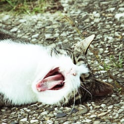CAT AUG. 2014