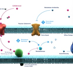 Resistenzentwicklung bei Antibiotika