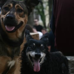Doggies of Zagreb