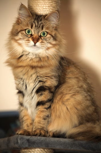 Katze in Wohnung