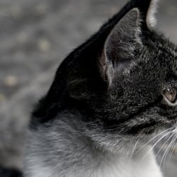 The random street cat in the Laleh Park in Tehran