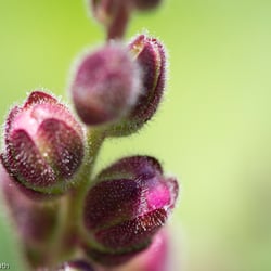 Blumenbild (7 von 60)