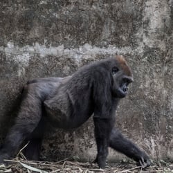 „Cameroon Gorilla“ – FOTOGRAFIE