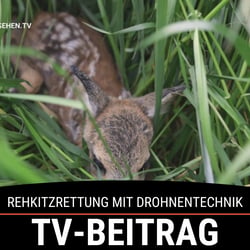 TV-Beitrag
