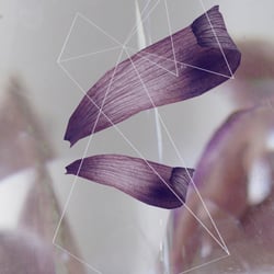 petal