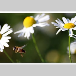 Makrofotografie