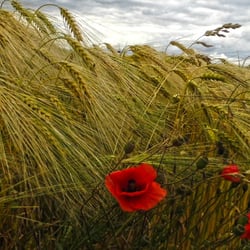 Sommer