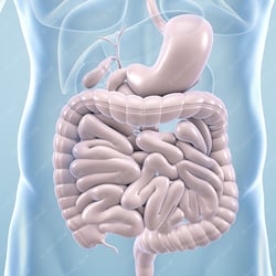 Magen-Darm – anatomische Illustration