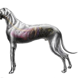 Wisenschaftl. Illustration, Hund inn. Organe