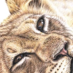 Animal Eyes 2014