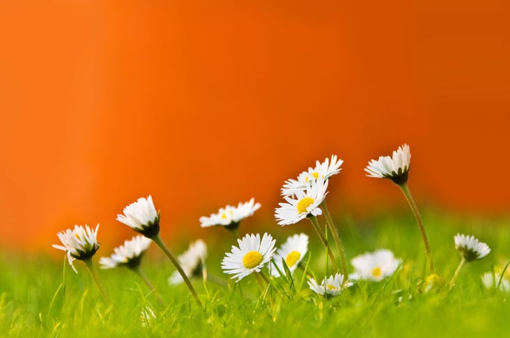 Farbenfrohes Frühlingsbild