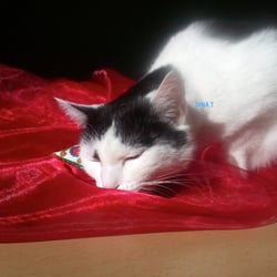 Bastet in Red..