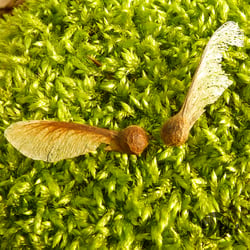 fluegel
