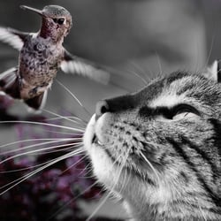 Animals