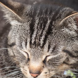 Cat Juli 2014 © by Dina.T