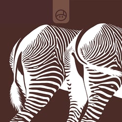 vectorillustration – grevyzebras